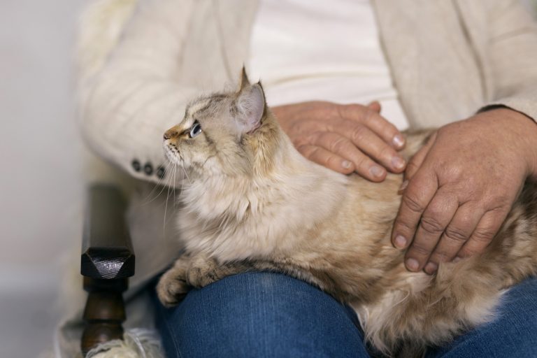 3 Heartwarming Holiday Rescue Stories to Inspire Cat Adoption