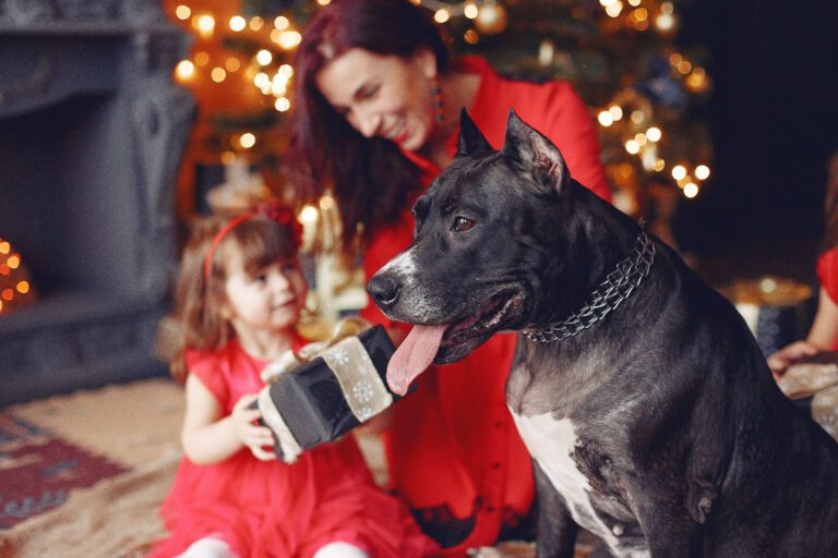4th of July Prep Keeping Your Dog Calm During Fireworks Season