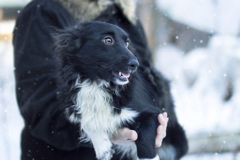 5 Essential Winter Safety Tips for Pets