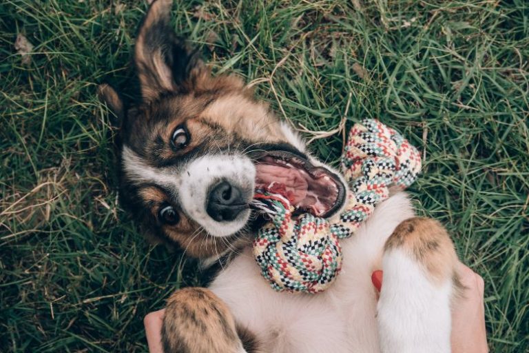 April Outdoor Hazards for Dogs_ What to Watch Out for on Spring Walks (2) April Outdoor Hazards for Dogs | Springtime Safety Tips for Walks