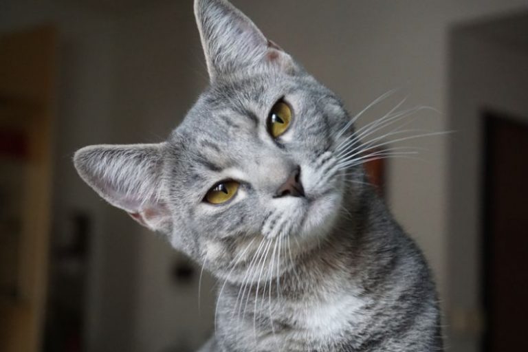 Best Cat Breeds for Allergy-Prone Families This Spring (2) Best Cats for Allergy-Prone Families | Spring Adoption Guide