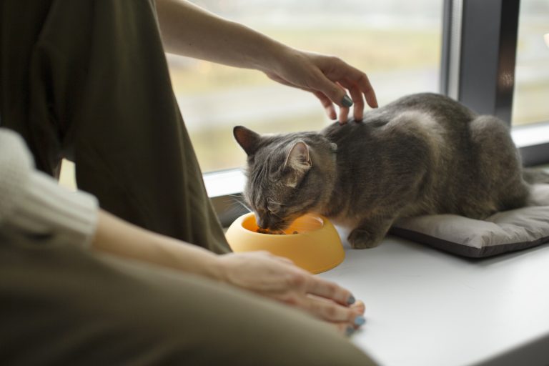 Best Feeding Schedule for Cats inSummer