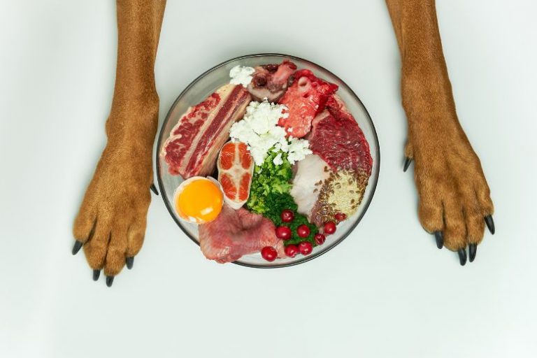 Best Seasonal Vegetables to Add to Your DogGÇÖs Bowl This April (2) Best Spring Vegetables for Dogs | April Veggies for Your Dog’s Bowl