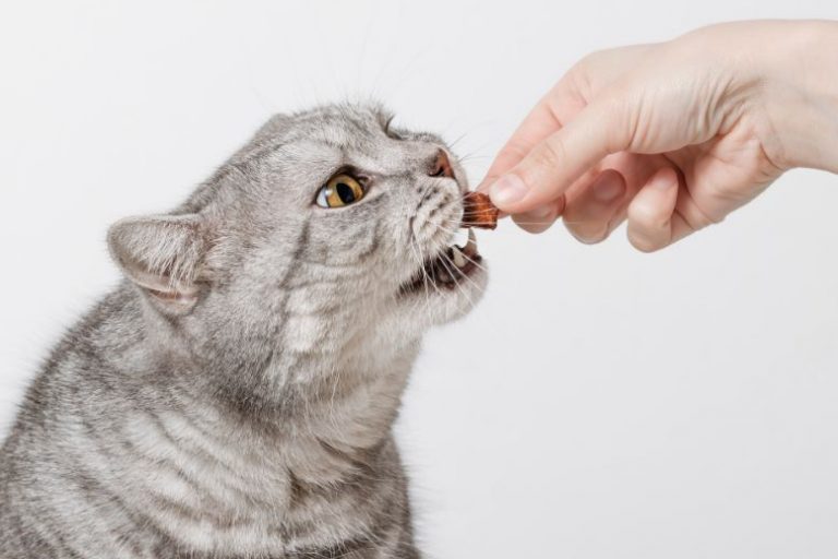 Best Treats for Cats_ Top Picks for Every Occasion (2) Best Treats for Cats: Top Picks for Every Occasion