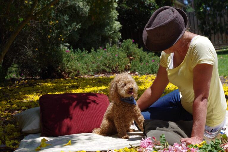 Bringing Home a Rescue Dog in Summer What to Know BeforeYou Commit