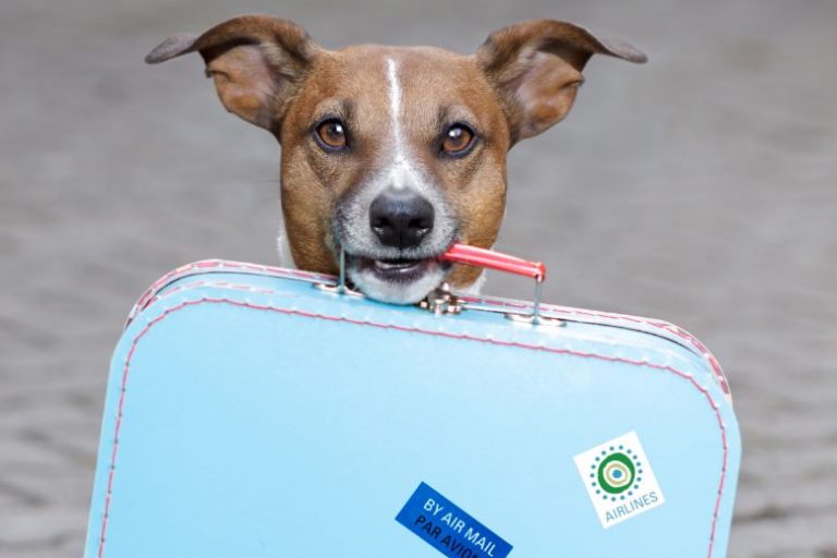 Camping Checklist for Dogs_ What to Pack for a Safe Spring Adventure Spring Camping Checklist for Dogs | What to Pack for a Safe Outdoor Adventure