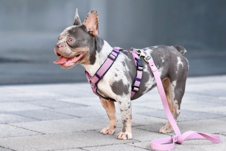 Chai’s Choice Dog Harnesses: Safe, Stylish & Built for Spring Adventures Chai’s Choice Dog Harnesses: Safe, Stylish & Built for Spring Adventures