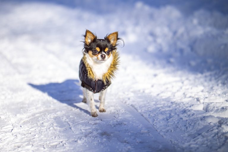 Choosing the Right Ice Melt for Winter Safe for Pets, Concrete & the Environment