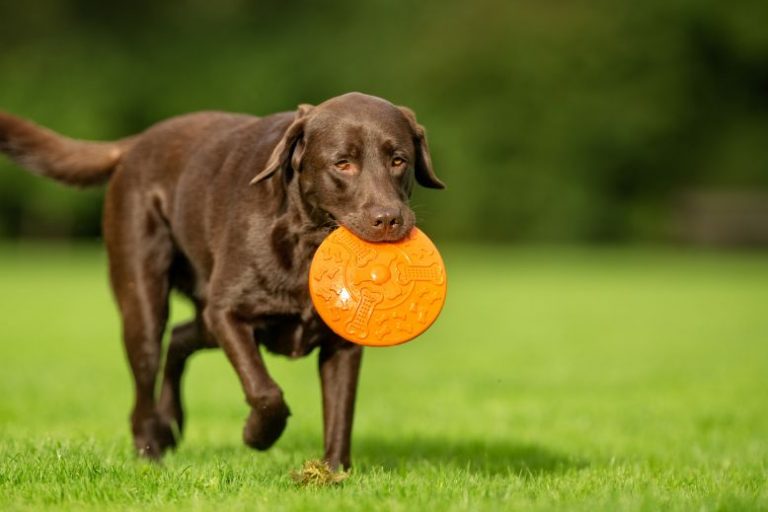 Chuckit!_ Must-Have Travel Toys and Bowls for On-the-Go Adventures (2) Chuckit! Travel Toys & Bowls: Essentials for On-the-Go Pet Adventures