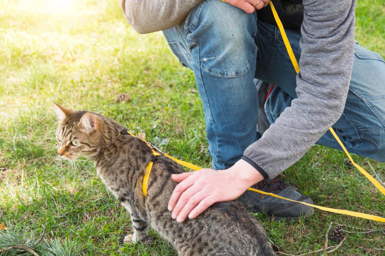 Clicker-Training-Outside-Safe-Summer-Techniques-for-Cats
