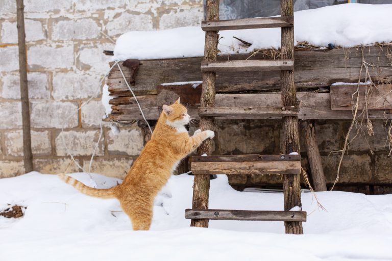 Comparative Guide: Indoor vs. Outdoor Cat Breeds for Winter Comfort