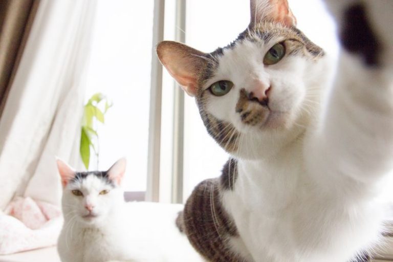 Best Low-Maintenance Cat Breeds for Small Spaces | Spring Adoption Guide Best Low-Maintenance Cat Breeds for Small Spaces | Spring Adoption Guide