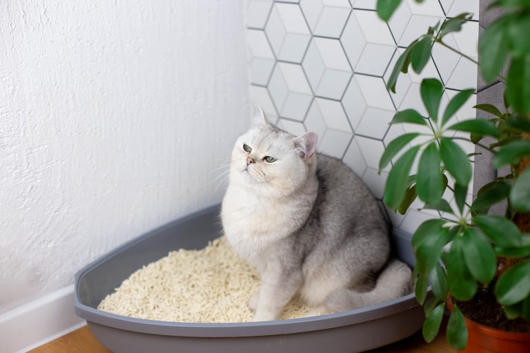 Cypress Fresh Cat Litter Natural Odor Control for a Cleaner Home