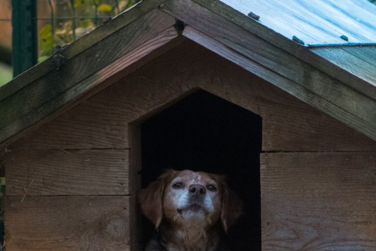 DIY Agility Course for Dogs Using Household Items DIY Dog Agility Course | Create a Fun Backyard Obstacle Course Using Household Items