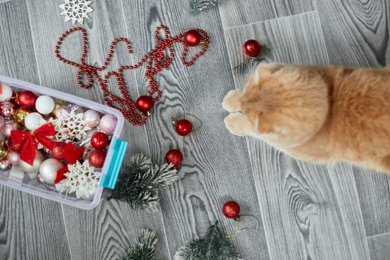 Diy Cat Toys For Indoor Winter Fun