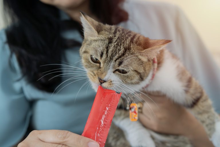 DIY Frozen Enrichment Treats to Keep Indoor Cats Entertained