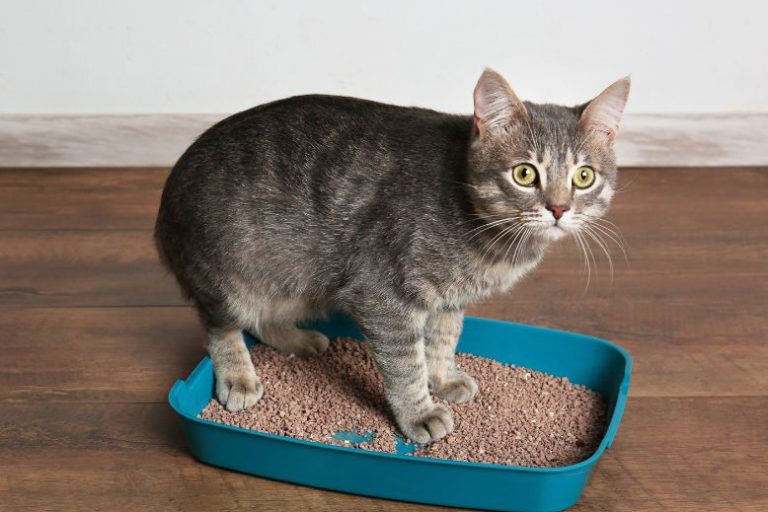 Discover Innovative Pet Care with Next Gen PetProducts Discover Innovative Pet Care with Next Gen Pet Products