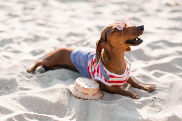 Does Your Dog Need Sunscreen A Vet's Guide for Summer Skincare