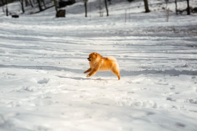 Eco-Friendly Ice Melt Safe for Pets, Concrete & the Environment