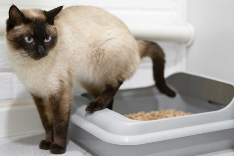 Elevated Cat Litter Box_ Pros, Cons, and Why Your Cat Might Need One (2) Why Elevated Cat Litter Boxes Are Better for Cats and Owners