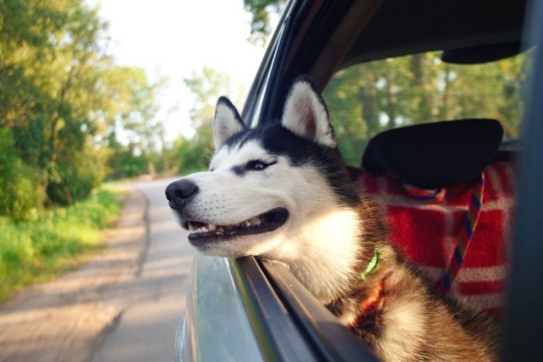 Top Pet Travel Accessories for Spring & Summer Getaways