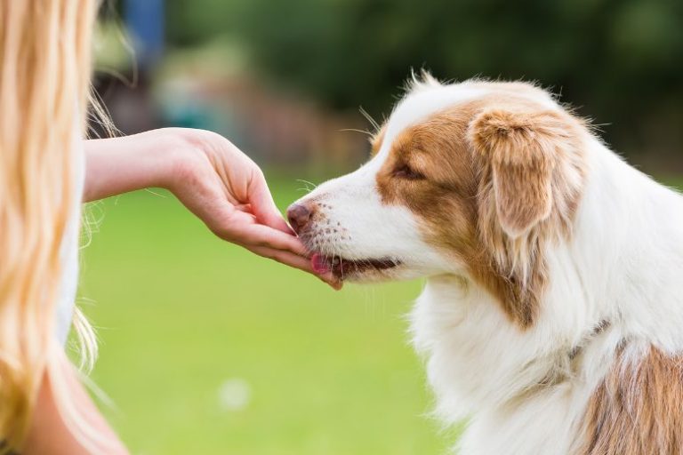 Everything You Need to Know About Dog Treats