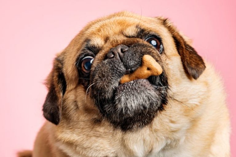 Fresh Is Best_ Why Fresh Ingredients Matter for Pet Nutrition (2) Fresh Ingredients in Pet Food: Why It Matters for Your Pet’s Health