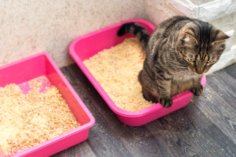 Green Cat Litter Eco-Friendly Options for a Cleaner Home and Planet