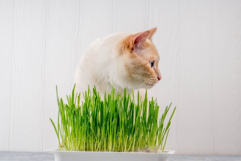 Green tea cat care essentials and litter scoop guide Green Tea Cat Litter by Next Gen: A Natural Way to Neutralize Odor