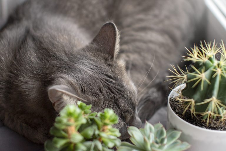 Holiday-Plant Safety Which Festive Plants Are Dangerous to Cats