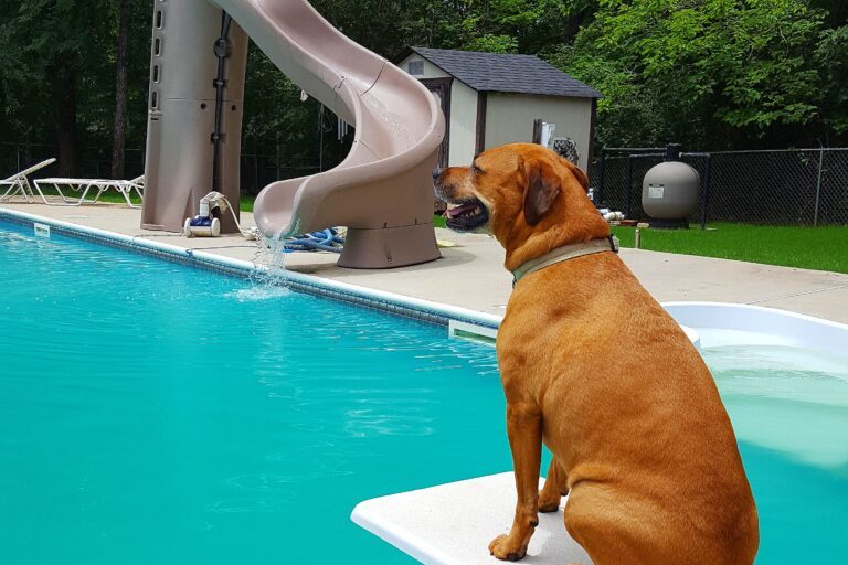 Host a Backyard Dog Pool Party Step-by-Step Setup and SafetyTips