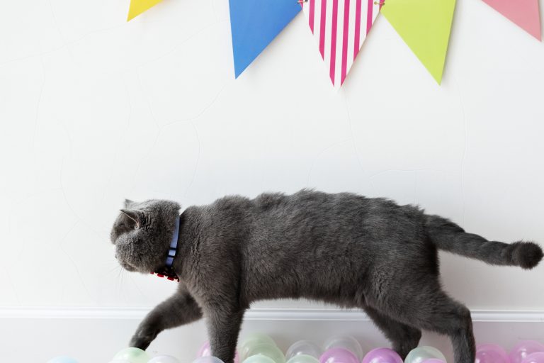 Hosting a Cat-Friendly New Year's Party: Tips and Tricks