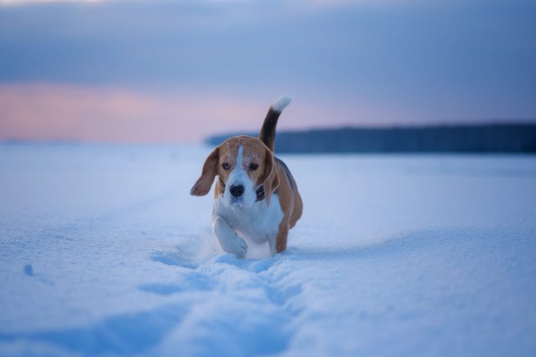 How Safe Paw Ice Melt Works A Pet-Safe, Non-Toxic Winter Solution