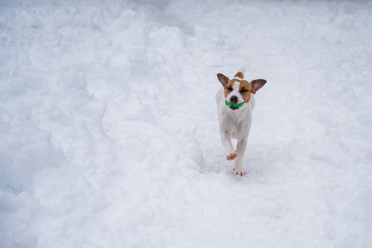 Natural Ice Melt A Safer Alternative for Pets, Concrete, and the Environment