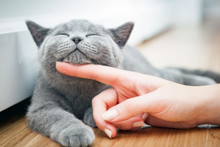 How to Build a Springtime Routine for Your Indoor Cat Springtime Routine for Indoor Cats | Seasonal Enrichment Tips