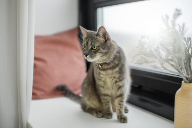 How to Keep Your Indoor Cat Stimulated and Active in Colder Months