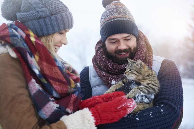 How To Support Cat Rescues During Winter: Volunteering And Beyond