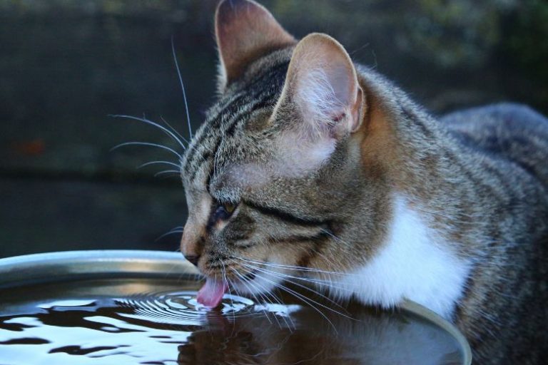 Hydration Hacks for Cats_ How to Encourage Drinking as Temperatures Rise (2) Hydration Hacks for Cats | Encourage Drinking in Warmer Weather