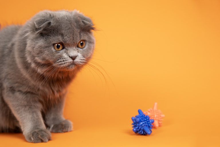 Interactive play is essential for keeping your cat physically active and mentally stimulated, especially during the colder months. Here are three engaging games that you can play with your cat indoors this winter to keep them lively and entertained.