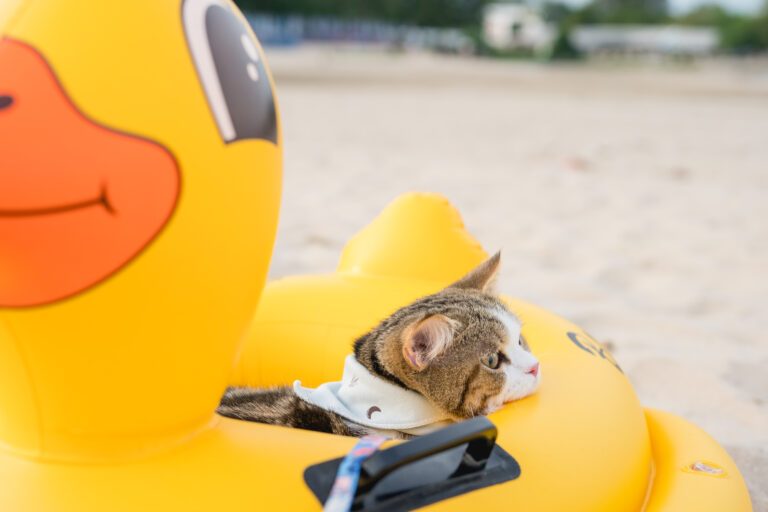 Interactive Summer Toys That Stimulate Your Cat’s Hunting Instincts