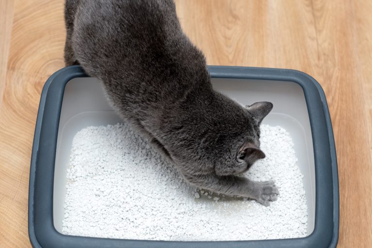 Litter Box Training Challenges In Winter: Tips And Solutions