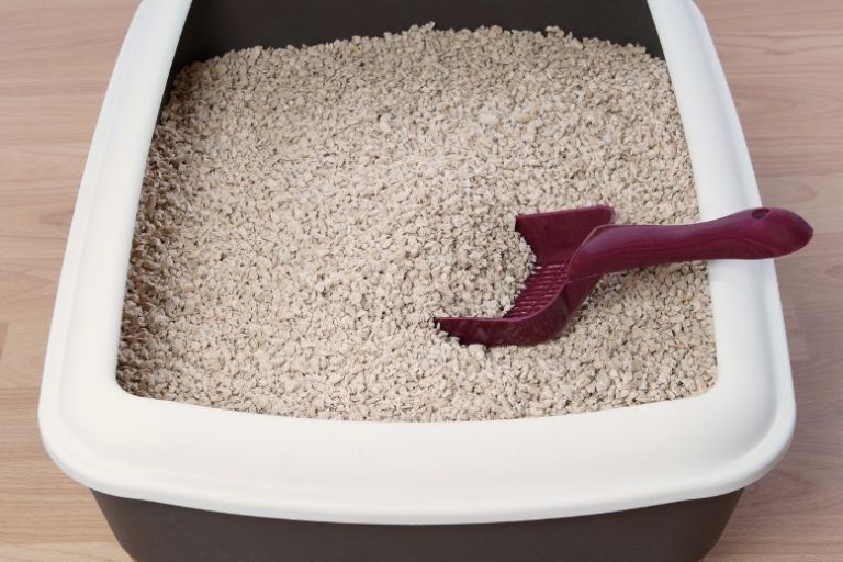 Choosing Safe and Non-Toxic Cat Litter for a Healthier Home Choosing Safe and Non-Toxic Cat Litter for a Healthier Home