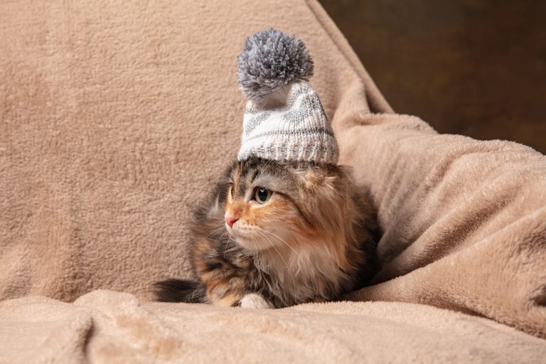 Managing Seasonal Affective Disorder in Cats: Winter Wellness Strategies