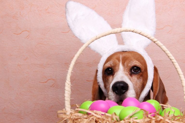 Max and Neo_ Give Back This Easter With Purposeful Pet Products (2) Max and Neo: Purposeful Pet Gifts That Give Back This Easter