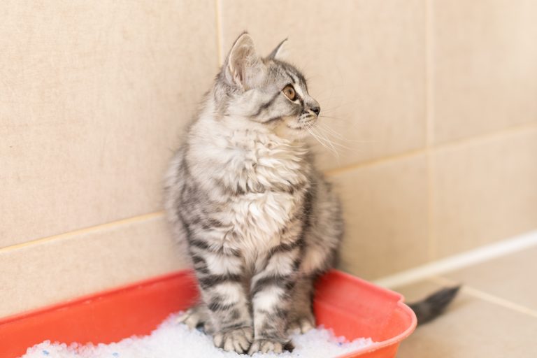 Next Gen Pet’s Biodegradable Cat Litter A Cleaner, Greener Choice