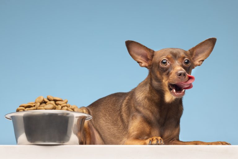 Organic Dog Diets A Fad or the Future of Canine Nutrition