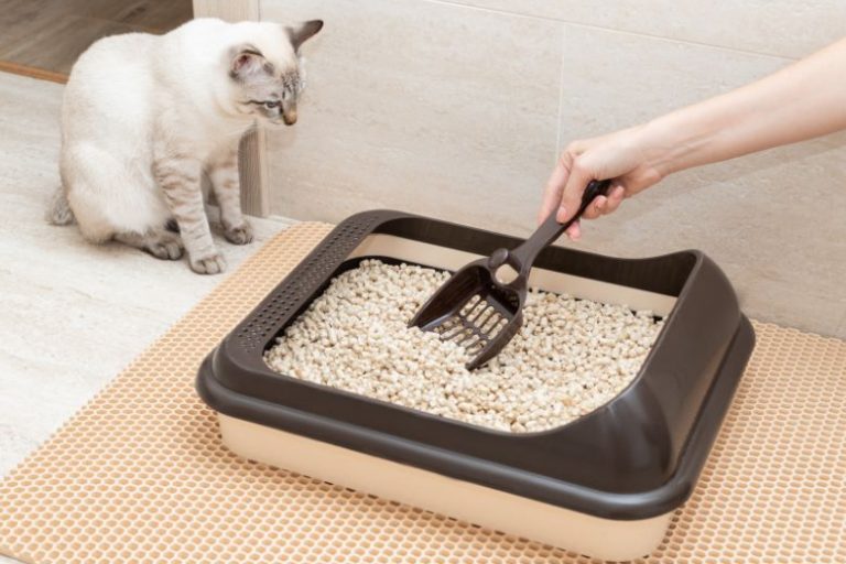 Organic Kitty Litter_ Is It the Best Choice for Your Cat and the Environment (2) Organic Kitty Litter: Safe, Clean, and Cat-Approved