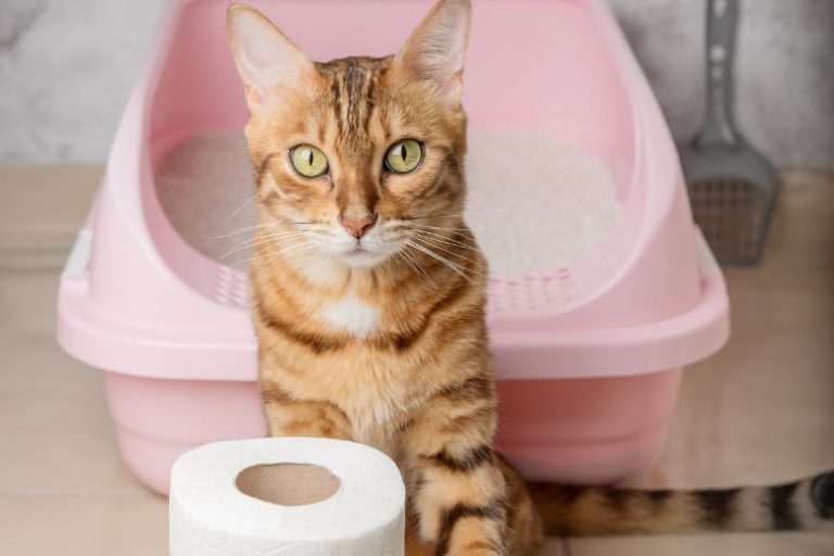 Pellets for Litter Box_ Why More Cat Owners Are Switching to Pellet-Based Litter (2) Why Pellet Litter Is Changing the Game for Cat Owners