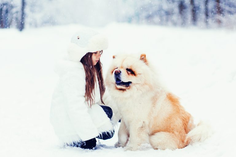 Pet-Safe Ice Melt Solutions for Heavy Snowfall in Winter