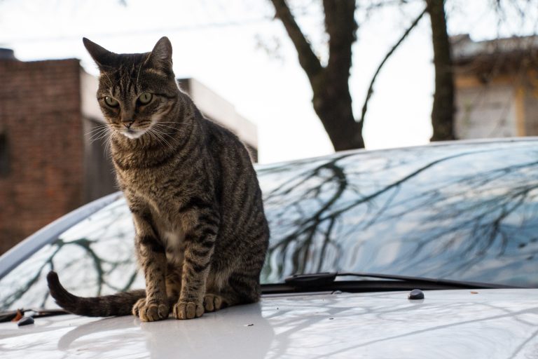 Preparing Your Cat For Long Car Journeys Over The Holidays